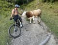 ... and apparently wants to be stroked :-) Nothing happened, because cows are generally very peaceful and curious. Dimi also gave the cow no reason to react aggressively.