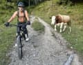 Oh Oh! The cow runs resolutely towards editor Dimi...