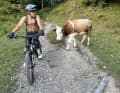 The biker (Dimi) stops. Now it happens: the cow starts...