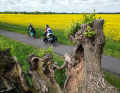 Pure nature, plenty of peace and quiet, little traffic. The Fontane cycle route in the Ruppiner Seenland leads through glowing rapeseed fields.