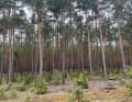 Les forêts de pins sont généralement sèches. Toutefois, cela ne protège pas des éventuelles averses et des moustiques. Le lieu de couchage : un 6 sur 10 si isolé.