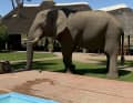 ... or the elephant that regularly comes to the pool at a campsite to drink.