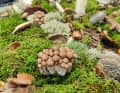 Renewable raw materials are one way out of the consumption of finite resources such as oil or gas.