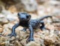 La salamandre des Alpes se déplace généralement la nuit. C'est une chance pour lui, car sur le trail, ce lézard indolent n'a aucune chance. Malheureusement, elle se promène aussi sur le trail après des averses.
