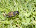 Rarely flies, prefers to crawl - the bad luck of the field cricket. Crunch, crunch - overrun, life exhaled!