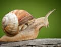 The much-vaunted snail’s pace is 4.2 metres per hour. That is far too slow to get across a trail or road unscathed. Yet Roman snails can live for up to 30 years.