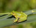 Vorbild für den Froschkönig: der europäiasche Laubfrosch. Leider ist der Kletterkünstler sehr selten geworden. Er steht auf der Roten Liste als stark gefährdet.