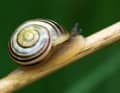 Zartes, kleines Wesen: die Bänderschnecke. So schnell übersehen, so schnell überrollt.