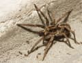 Hunts without a web: the wolf spider. It likes to crawl along mountain bike trails - and get run over.