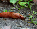 Die Wegeschnecke. Für viele eine Pest, doch in Wahrheit eine mobile Kompostierungsanlage, die Wald, Wiese, ja und manchmal auch das Salatbeet aufräumt. Doch alles kein Grund, sie zu hassen.