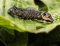 Elle se redresse et imite un serpent : la chenille du sphinx. Mais cela ne lui sert pas à grand-chose face à un pneu tout-terrain.