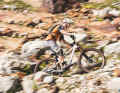 Completely revised, freshly presented and already on test: The Cube One22 is the youngest trail bike in this comparison alongside theLast. Can the newcomers hold their own against the competition?
