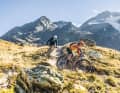 Wer sich den Einstieg zum Trail noch mit reiner Muskelkraft erarbeitet, ist mit einem Trailbike bestens bedient.
