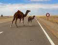 Dromedary crossing: Here, deer occasionally jump across the road, in the Sahara Wiebke meets dromedaries.