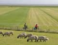 At the Jade Bay, the view from the saddle stretches far out to the North Sea. Grazing sheep can be found almost everywhere in the Wesermarsch.