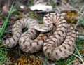 Asp vipers and adders are the only venomous snakes in Germany. Both are very shy and only bite in absolute self-defence. Tip: keep your distance.
