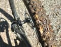 Even though Continental has improved on earlier race and trail tyres, the Magnotal's self-cleaning function should work faster on trails with deep, damp forest soil.