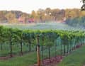 Wer einen zusätzlichen Tag zur Verfügung hat, sollte das nahegelegene Yadkin Valley ins Auge fassen. Die Region gilt als eines der bekanntesten Weinanbaugebiete im Südosten der USA