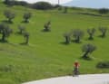 Umbria is known for the best olive oil. Ancient trees bear witness to tradition.