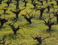 Vines in the hinterland near Anogyra.