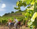 Radeln an der berühmten Weinlage "Roter Hang" auf der Rheinterrassenroute
