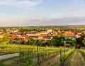 Blick auf Poysdorf über den Weinberg