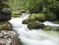 A rushing river by the wayside