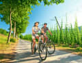 The hop plantation near Holsthum in Prümtal is the only one of its kind in the Eifel. | Rhineland-Palatinate Tourism / Dominik Ketz