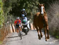 Le moment de la Strade Bianche féminine (4 mars 2023) : Un cheval échappé galope devant la future gagnante Demi Vollering.