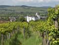 Perl an der Mosel liegt inmitten von Weinbergen