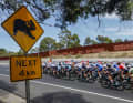 Professional cycling highlights in January: Tour Down Under