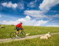 Uphill: pedalling uphill? In Friesland? That can only be a dyke. Even the sheep know ...