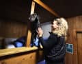 Bettwanzenspürhund Linus schnüffelt im Beisein seiner Hundeführerin Laura Pannasch im Schneibsteinhaus (Berchtesgaden) nach Bettwanzen.