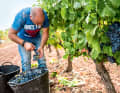 Tradition: Die oft harte und mühselige Arbeit der Winzer prägt die Landschaft.