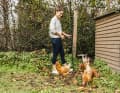 Les poules du jardin fournissent les œufs pour les gâteaux que Bauernfeind aime faire.