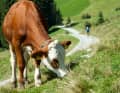 Anstieg zum Horler Stiegl, Wildschönau | Matthias Rotter