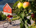 Nord-Äpfel:  Am Hardangerfjord finden sich die nördlichsten Apfelplantagen Europas