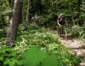 À travers la forêt : sur les épaules de la vallée de la Moselle (ici près de Klotten), de fins trails forestiers vous attendent souvent.