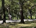 Cork oaks flank the road in the "de los Alcornocales" nature park like craggy tree goblins.