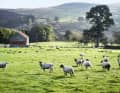 Steinmauern, Schafe, schmale Straßen, Moorland – das kann nur in England sein