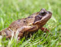 Hard to remember: The grass frog is brown, the water frog is green. Both are quickly overrun. Especially when they have outgrown their tadpole existence as mini frogs.