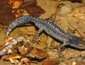Mini-dino : le triton alpestre. Agile dans l'eau, mais si lent et vulnérable sur terre. Pourtant, il aimerait bien profiter de son espérance de vie, qui peut aller jusqu'à 30 ans et plus.