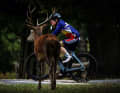 Les cyclistes de course et les gravelbikers peuvent également rencontrer des animaux sauvages lors de leurs randonnées.