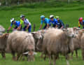 This flock of sheep is oblivious to the hustle and bustle surrounding the Tour of the Basque Country