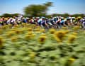 Blumig: Das Peloton bei der Fahrt durch südfranzösische Sonnenblumenfelder