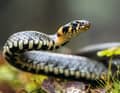 Symbol of nature: the grass snake. It is fast, but unfortunately not fast enough.