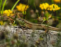 Le lézard agile, amateur de soleil, a un démarrage en trombe. Mais il prend souvent le soleil au mauvais endroit.