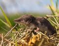 Can hardly see anything and is also slow. A bad combination - the shrew.