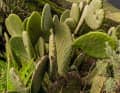 Feral cacti originating from America feel at home in the sunny, dry south of Tenerife.