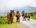 Animal obstacle: Garranos, semi-wild horses that like to trot in front of your bike.